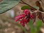 Loropetalum chinense Tang Dynasty